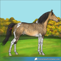 Horse Color:Buckskin Dun Tobiano Rabicano