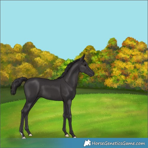 Horse Color:Smoky Black 