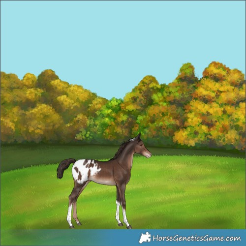 Horse Color:Liver Chestnut Tobiano Appaloosa Rabicano