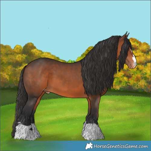 Horse Color:Brown Appaloosa