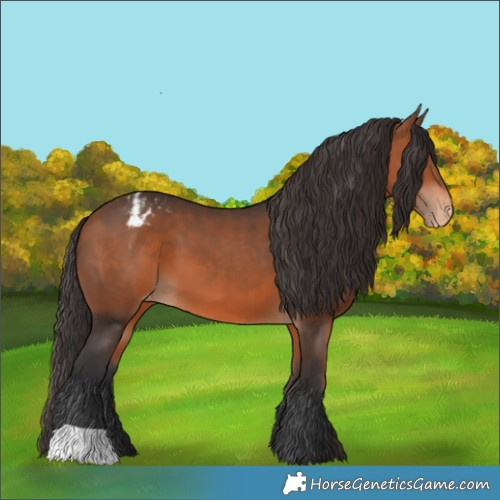Horse Color:Bay Appaloosa