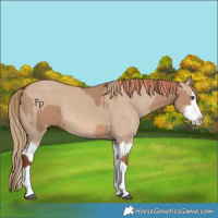 Horse Color:Red Dun Splash and Red Dun Splash Rabicano