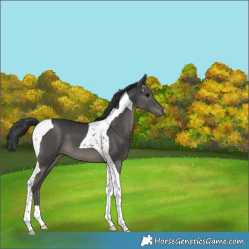 Horse Color:Black Tobiano 