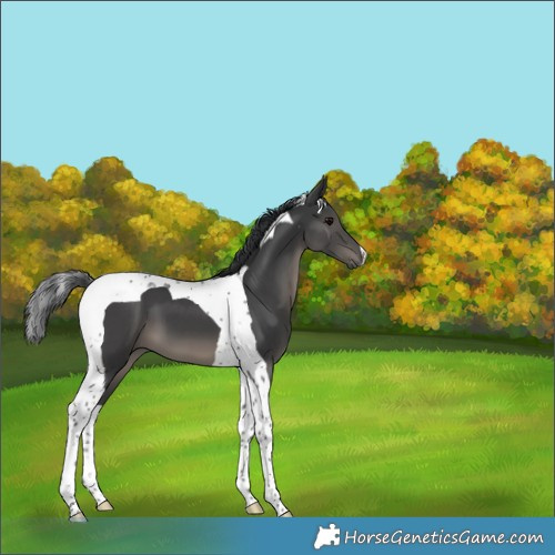 Horse Color:Black Tobiano
