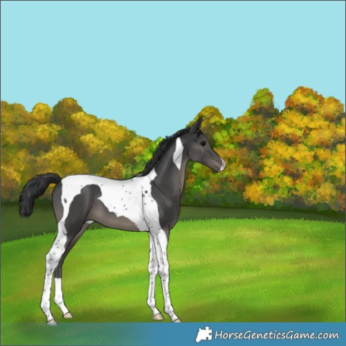 Horse Color:Black Tobiano 