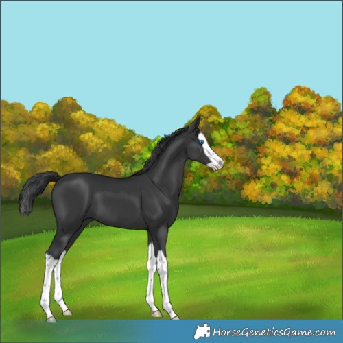 Horse Color:Black Splash 