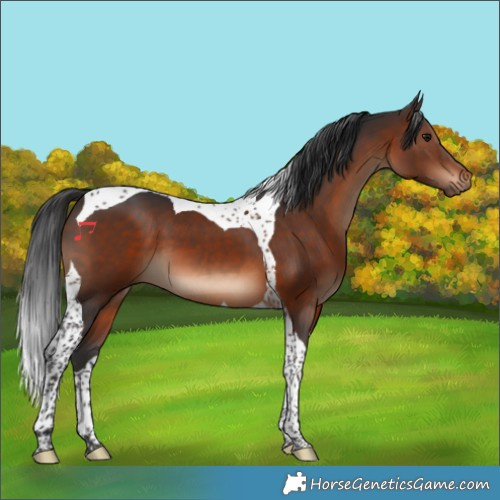 Horse Color:Brown Tobiano 