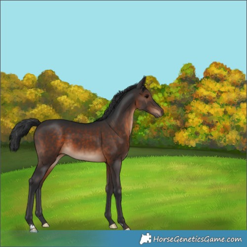 Horse Color:Brown 