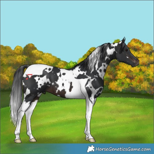 Horse Color:White Spotted Brown Tobiano 