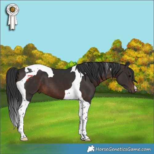 Horse Color:Brown Tobiano 