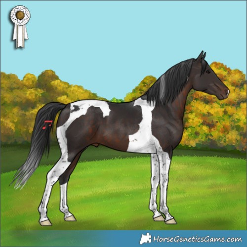Horse Color:Brown Tobiano