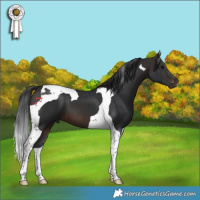Horse Color:Brown Tobiano 