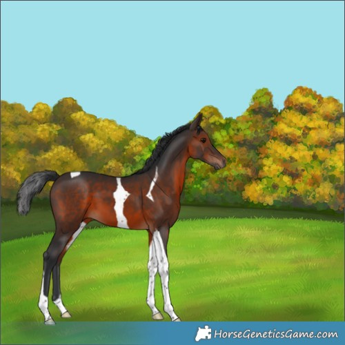 Horse Color:Brown Tobiano 