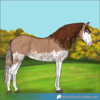 Horse Color:Red Dun Splash  and Red Dun Splash 