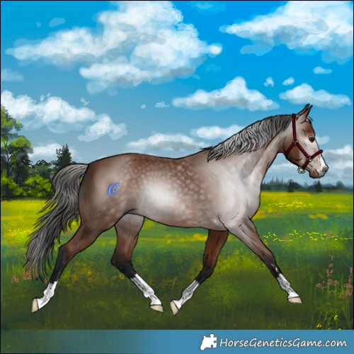 Horse Color:Gray Bay 
