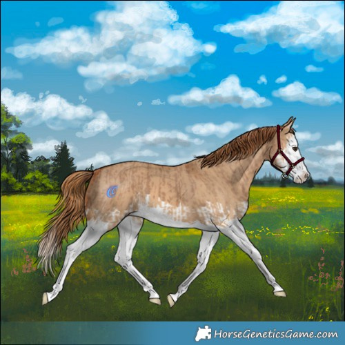 Horse Color:Red Dun Splash  and Red Dun Splash 