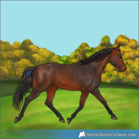 Horse Color:Bay 