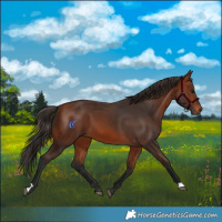 Horse Color:Bay 