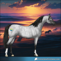 Horse Color:Gray Blue Roan 