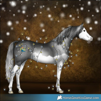 Horse Color:Gray Black Splash
