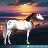 Horse Color:Gray Bay Splash Near Leopard 