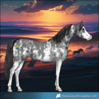 Horse Color:Black Sabino 