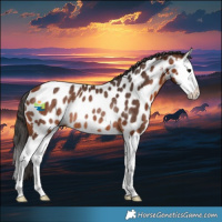 Horse Color:Bay Splash Near Leopard Rabicano 