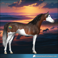 Horse Color:Gray Bay Splash Rabicano