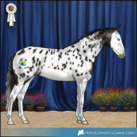 Horse Color:Gray Brown Splash Near Leopard 