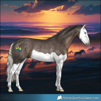 Horse Color:Gray Silver Black Splash Rabicano