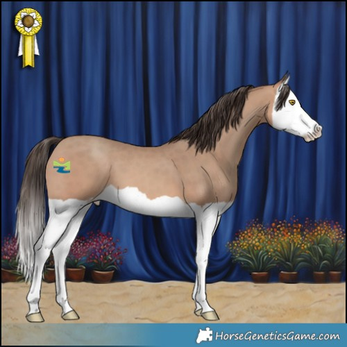 Horse Color:Sable Champagne Splash 