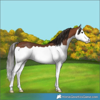 Horse Color:Bay Splash