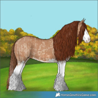 Horse Color:Red Dun Splash  and Red Dun Splash 