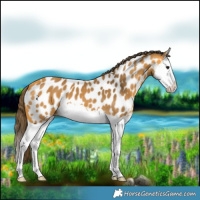 Horse Color:Buckskin Splash Appaloosa