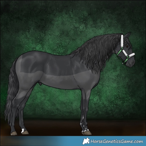 Horse Color:Black 