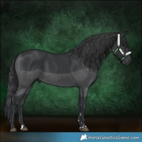 Horse Color:Black 