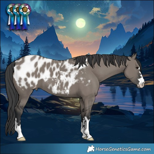 Horse Color:Grullo Appaloosa 