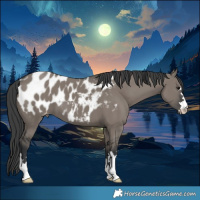 Horse Color:Grullo Appaloosa 