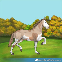 Horse Color:Red Dun Splash and Red Dun Splash