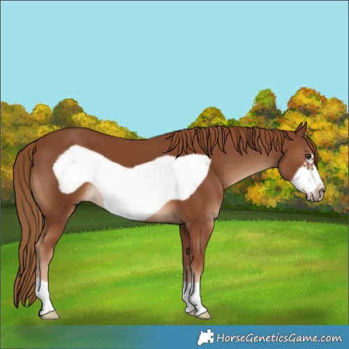Horse Color:Chestnut Frame 