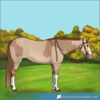 Horse Color:Red Dun Splash and Red Dun Splash