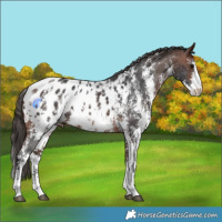 Horse Color:Bay Sabino Blanket Rabicano