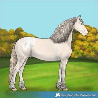 Horse Color:Perlino Appaloosa