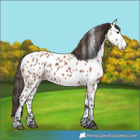 Horse Color:Bay Appaloosa