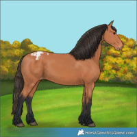 Horse Color:Bay Appaloosa