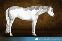 Horse Color:Silver Blue Roan Sabino Splash Frame