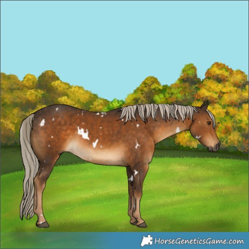 Horse Color:Gray White Spotted Chocolate Palomino 