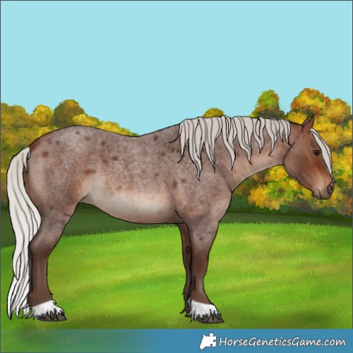 Horse Color:Silver Brown Roan 