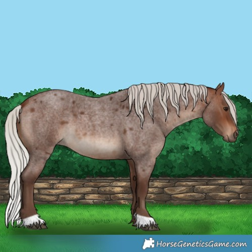 Horse Color:Silver Brown Roan 