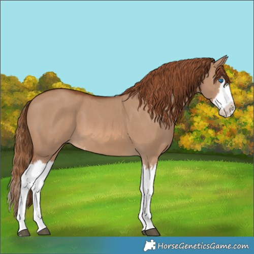 Horse Color:Red Dun Splash  and Red Dun Splash 
